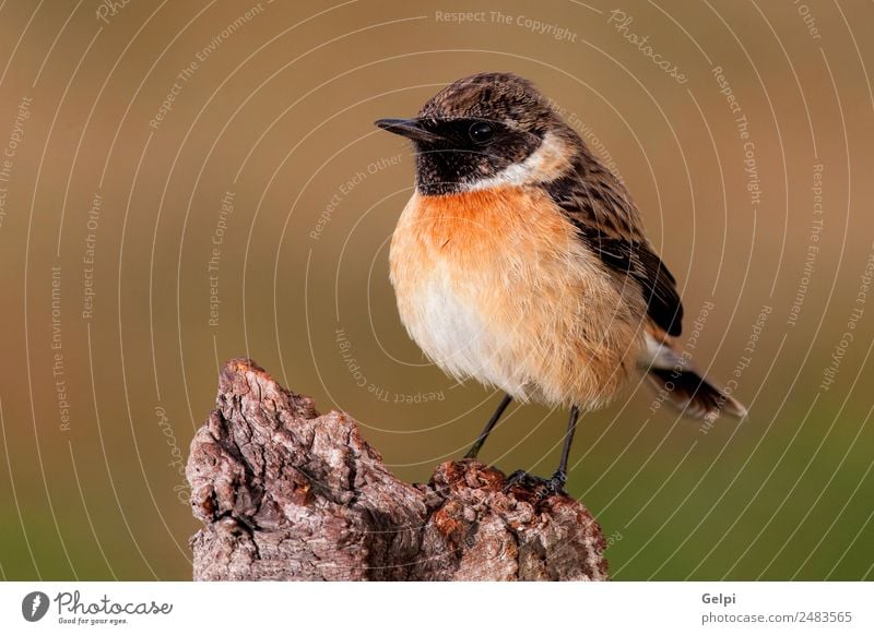 Wunderschöner Wildvogel auf einer Anhöhe Leben Mann Erwachsene Umwelt Natur Tier Vogel klein natürlich wild braun weiß Schwarzkehlchen Tierwelt allgemein