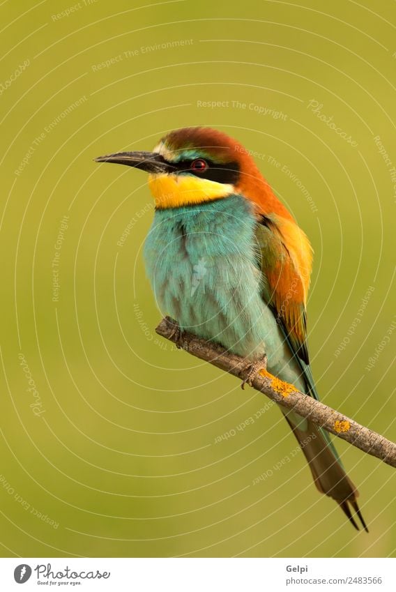 Porträt eines bunten Vogels exotisch schön Freiheit Natur Tier Biene glänzend füttern hell wild blau gelb grün rot weiß Farbe Tierwelt Bienenfresser Apiaster