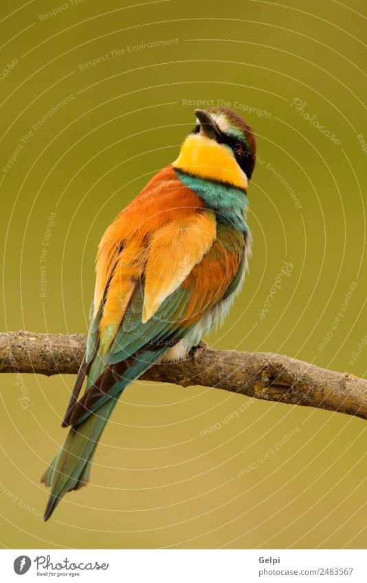 Porträt eines bunten Vogels exotisch schön Freiheit Natur Tier Biene glänzend füttern hell wild blau gelb grün rot weiß Farbe Tierwelt Bienenfresser Apiaster