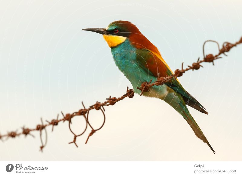 ortrait eines bunten Vogels exotisch schön Freiheit Umwelt Natur Tier Himmel Park Biene Liebe klein wild blau gelb grün rot Farbe Zusammenhalt Tierwelt