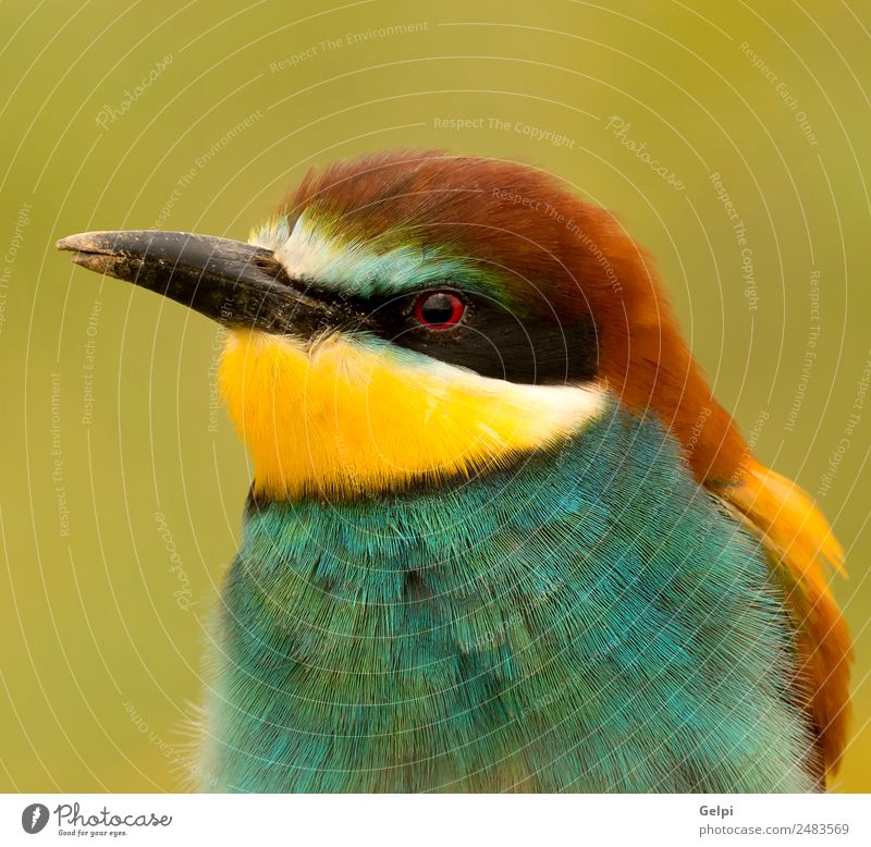 ortrait eines bunten Vogels exotisch schön Freiheit Natur Tier Biene glänzend füttern hell wild blau gelb grün rot weiß Farbe Tierwelt Bienenfresser Apiaster