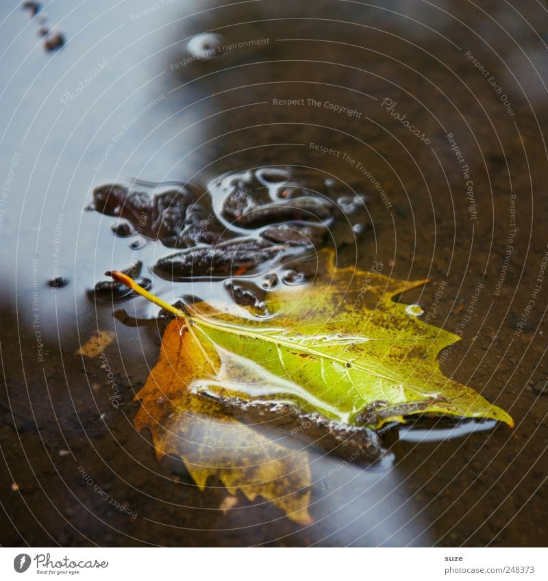 Blatt Umwelt Natur Landschaft Wasser Herbst authentisch nass natürlich schön Gefühle Stimmung Jahreszeiten Färbung Pfütze Herbstbeginn Novemberstimmung Oktober