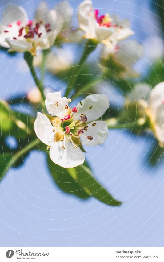 Kirschblüten Frucht Erholung Garten Landwirtschaft Forstwirtschaft Natur Pflanze Wärme Blühend Duft rosa weiß nachhaltig Umwelt Wachstum beautiful beauty