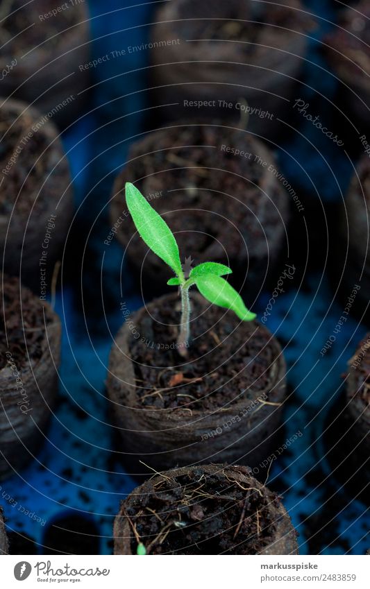 Tomaten Aufzucht Pflanze Gemüse Bioprodukte Vegetarische Ernährung Gartenarbeit Landwirtschaft Forstwirtschaft nachhaltig Stadt Harvest Napkin agriculture bloom