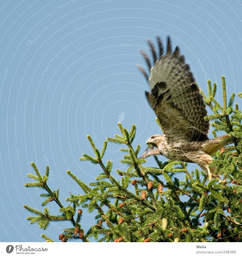 Auf geht's Umwelt Natur Pflanze Tier Baum Tanne Tannenzweig Nadelbaum Zweige u. Äste Vogel Flügel Bussard Mäusebussard Greifvogel 1 Bewegung fliegen frei