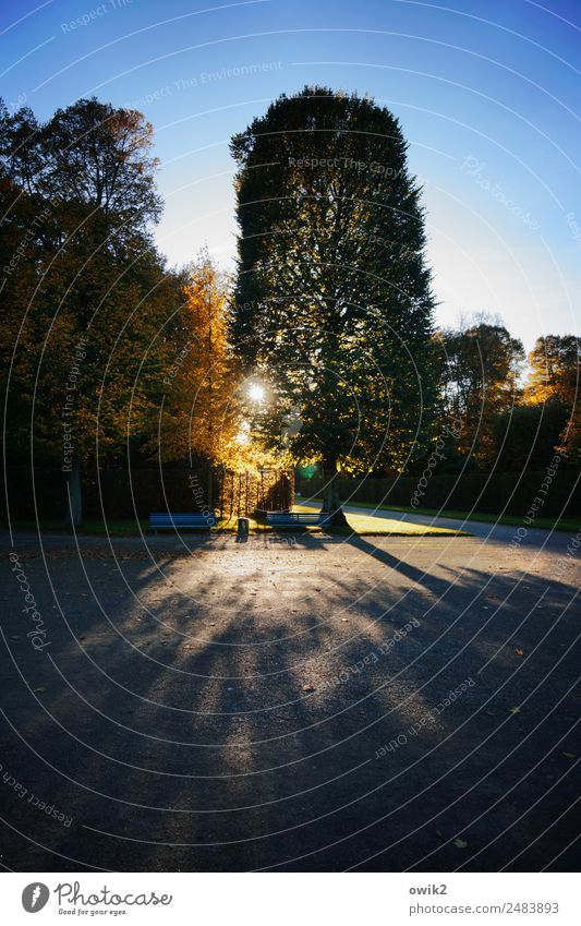 Hannoveraner Umwelt Natur Landschaft Pflanze Wolkenloser Himmel Sonne Herbst Schönes Wetter Baum Park Wiese Herrenhäuser Gärten Sehenswürdigkeit Wege & Pfade