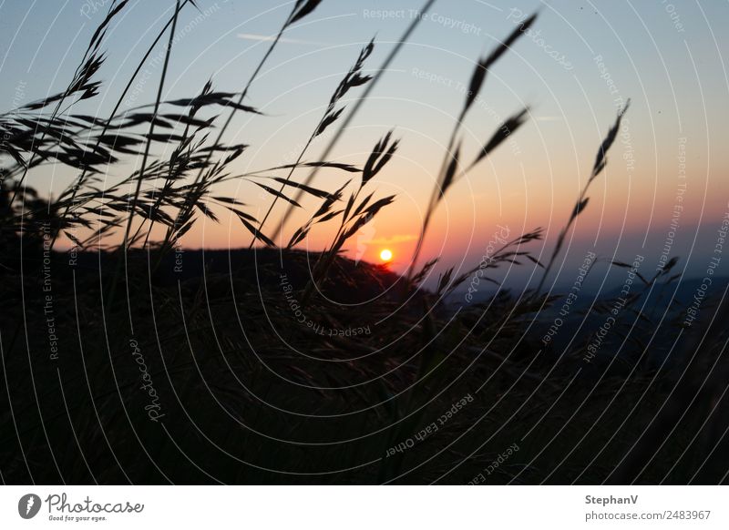 Sonnenaufgang mit Gräsern Ferien & Urlaub & Reisen Ausflug Expedition Fahrradtour Sommer Sommerurlaub Berge u. Gebirge wandern Natur Landschaft Pflanze