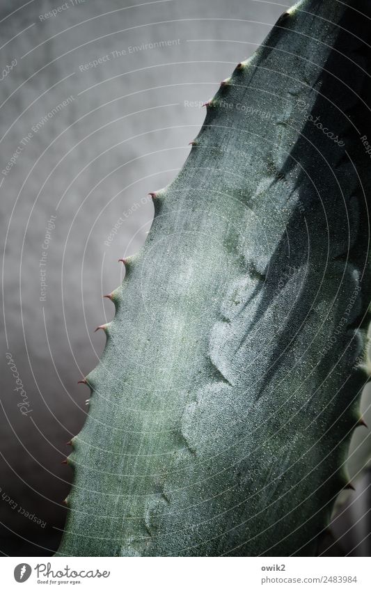 Spargelgewächs Pflanze Blatt Topfpflanze Agave Mauer Wand authentisch Erfolg natürlich Spitze Schutz Wachsamkeit bizarr Entschlossenheit stachelig Stachel Dorn