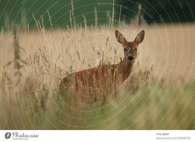 Zwinkerndes Reh Tier Wildtier 1 lustig Sicherheit Farbfoto Außenaufnahme Zentralperspektive Blick in die Kamera