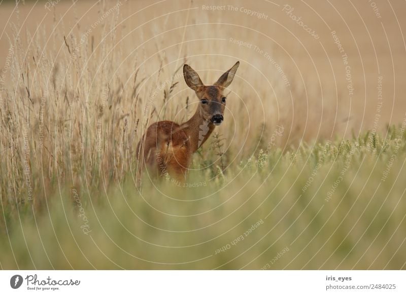 Hirsche im Getreide Tier Wildtier Angst Nervosität Schüchternheit Reh Farbfoto Gedeckte Farben Außenaufnahme Schwache Tiefenschärfe Zentralperspektive