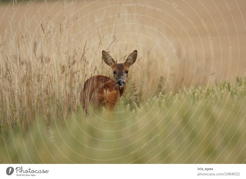 Reh im Getreide Tier Wildtier 1 gefährlich Schüchternheit Feld Farbfoto Außenaufnahme Abend Zentralperspektive Blick nach vorn