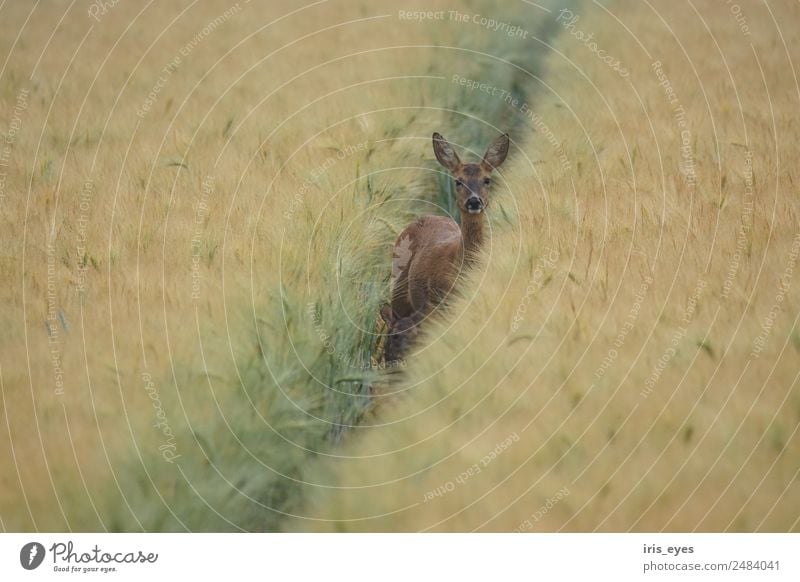 Reh mit Kitz Wildtier 2 Tier Tierjunges Tierfamilie Schüchternheit Rehkitz Farbfoto Gedeckte Farben Außenaufnahme Morgen Zentralperspektive Blick in die Kamera