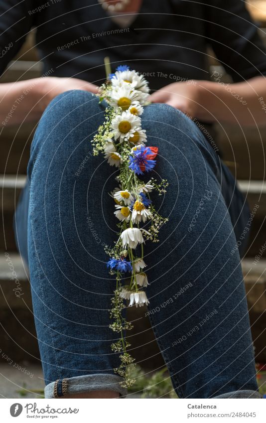 Blumenkranz flechten | UT Dresden Pflanze Sommer Blüte Wildpflanze Kornblume Margareten Treppe Jeanshose Blühend Duft sitzen elegant positiv blau schwarz weiß