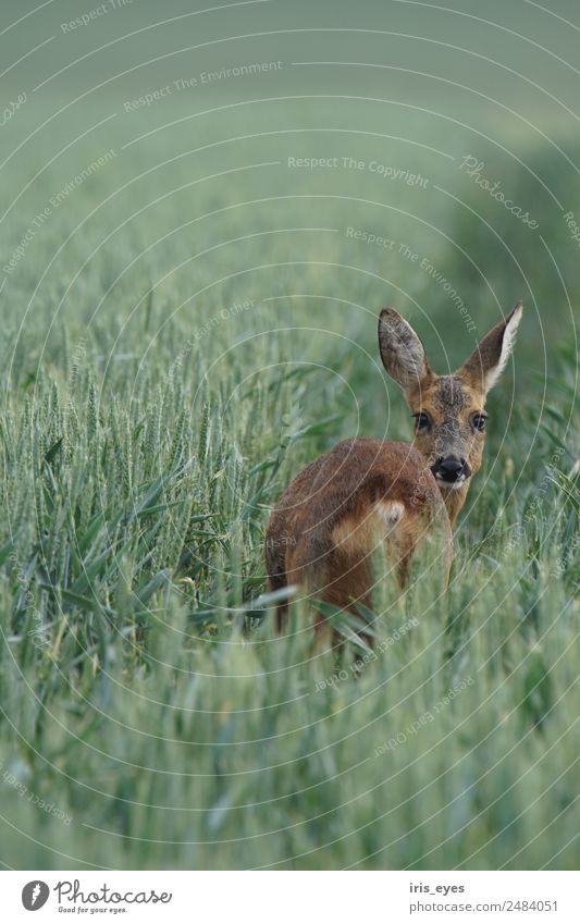 Reh am Morgen Tier Wildtier 1 Angst Nervosität Schüchternheit Farbfoto Gedeckte Farben Außenaufnahme Textfreiraum oben Schwache Tiefenschärfe Tierporträt