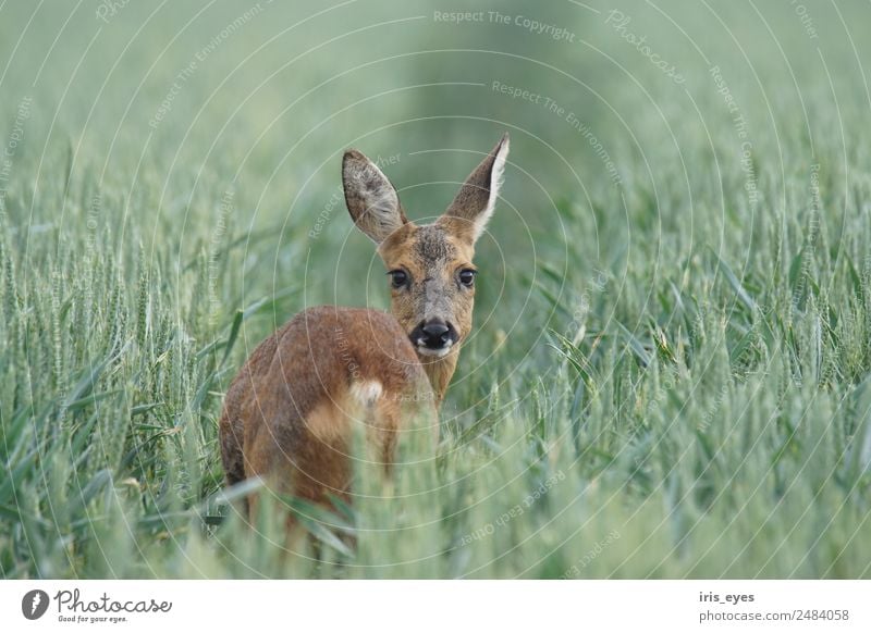 Reh in einem Feld stehend Tier Wildtier Nervosität Schüchternheit Farbfoto Gedeckte Farben Außenaufnahme Textfreiraum rechts Textfreiraum oben Morgen