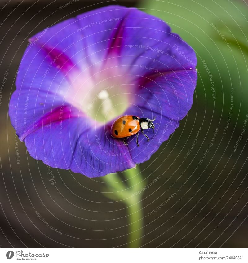 Roundabout; Marienkäfer krabbelt auf eine blaue Blüte der Trichterwinde Pflanze Tier Sommer Kletterpflanzen Blaue Prunkwinde Garten Käfer 1 Blühend krabbeln