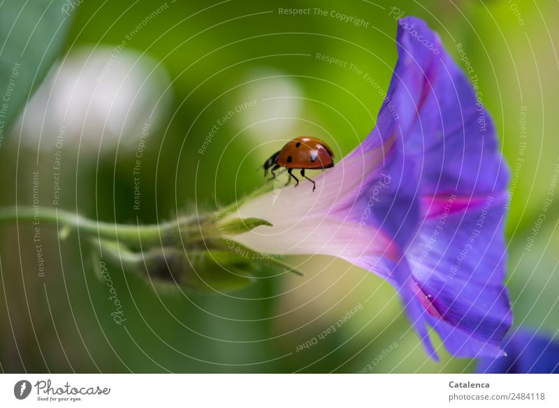 Wieder zurück, Marienkäfer auf der Blüte der Trichterwinde Natur Pflanze Tier Sommer Blume Blatt Kletterpflanzen Käfer Insekt 1 Blühend krabbeln schön grün