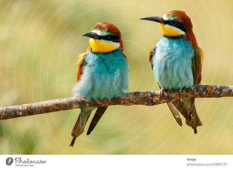 Porträt eines bunten Vogels Essen schön Paar Umwelt Natur Tier Biene Liebe wild blau grün schwarz weiß Farbe Tierwelt farbenfroh Bienenfresser Thailand tropisch