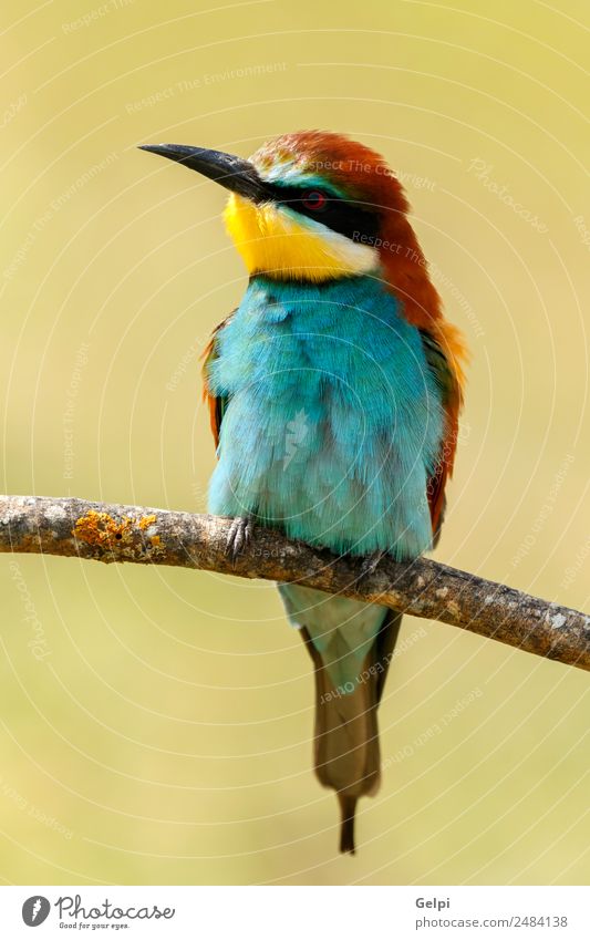 Porträt eines bunten Vogels exotisch schön Freiheit Natur Tier Biene glänzend füttern hell wild blau gelb grün rot weiß Farbe Tierwelt Bienenfresser Apiaster