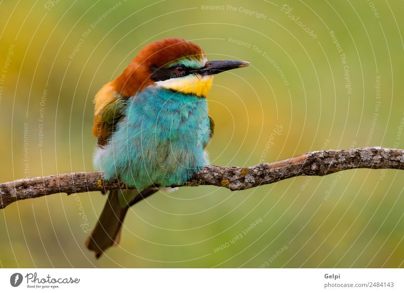 Porträt eines bunten Vogels exotisch schön Freiheit Natur Tier Biene glänzend füttern hell wild blau gelb grün rot weiß Farbe Tierwelt Bienenfresser Apiaster