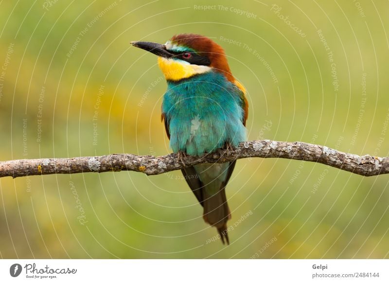 Porträt eines bunten Vogels exotisch schön Freiheit Natur Tier Biene glänzend füttern hell wild blau gelb grün rot weiß Farbe Tierwelt Bienenfresser Apiaster