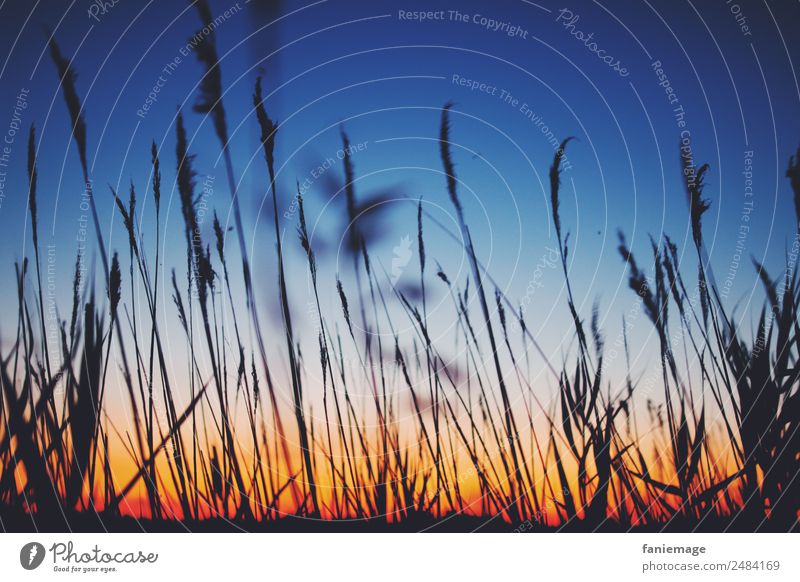 Sommerabend in der Camargue II Umwelt Natur Schönes Wetter Pflanze Stimmung Sommerurlaub Sonnenuntergang Nacht rot blau Schilfrohr Brise kalt Südfrankreich