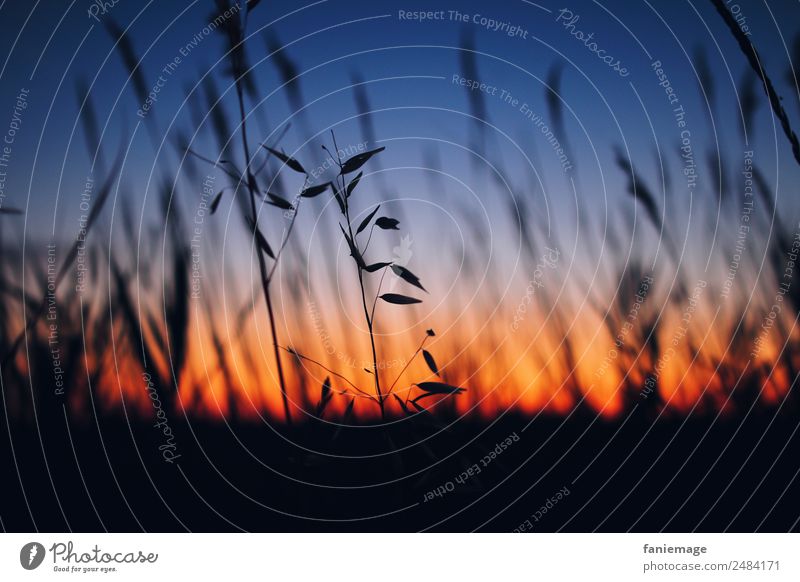 Sommerabend in der Camargue III Umwelt Natur Sonnenaufgang Sonnenuntergang Schönes Wetter Pflanze Grünpflanze Feld Gefühle Frankreich Halm Schilfrohr rot