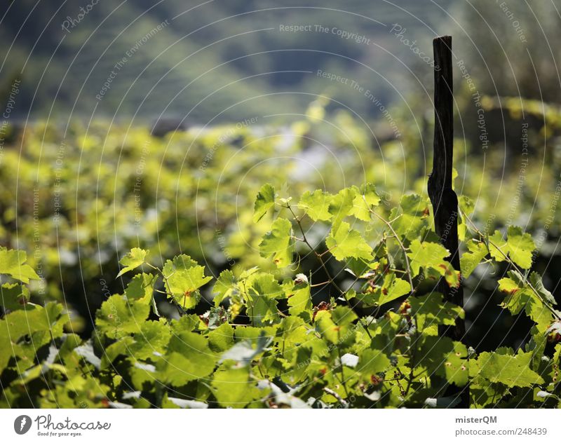 Südhang. Umwelt Natur Landschaft Pflanze ästhetisch Wein Weinbau Berghang Süden reif Wachstum Qualität ruhig Tradition grün Gegend Hügel Blatt Hochkultur Ernte