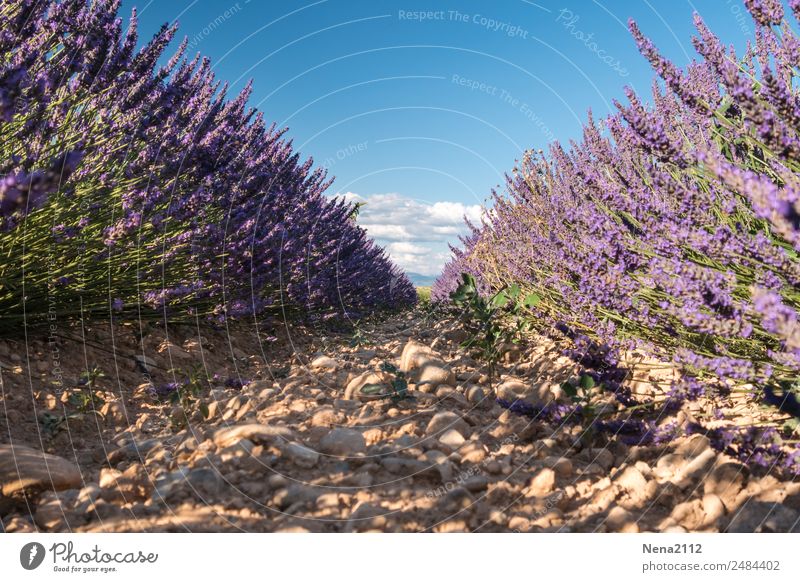 Lavendel I Umwelt Natur Landschaft Pflanze Erde Himmel Sommer Schönes Wetter Wärme Sträucher Nutzpflanze Feld Duft violett Freude Sehnsucht Lavendelfeld duftig