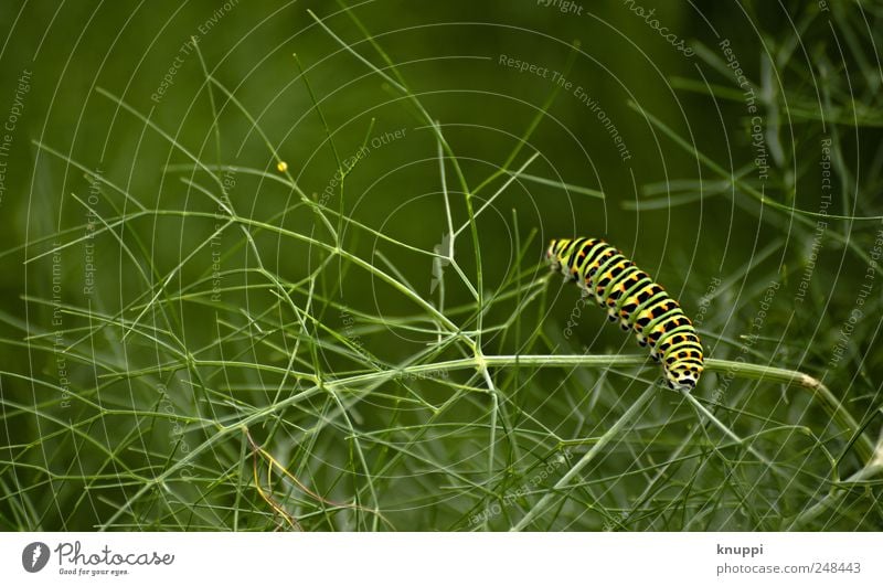 der Weg ist das Ziel Kräuter & Gewürze Umwelt Natur Tier Sonnenlicht Sommer Schönes Wetter Pflanze Sträucher Blatt Grünpflanze Nutzpflanze Garten Wildtier