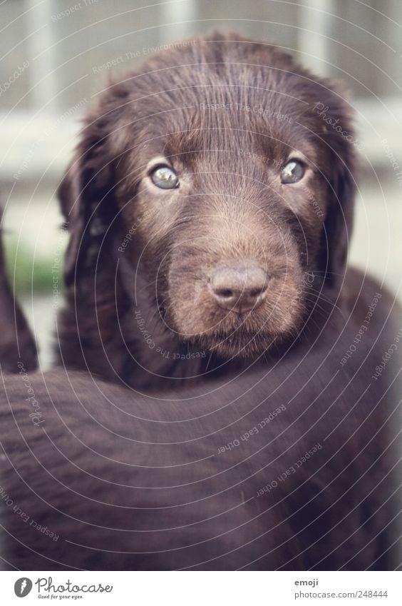 Gutzigutzigutzi Tier Haustier Hund 1 Tierjunges braun Fell Schnauze Welpe flat coated retrevier Hundeblick niedlich Farbfoto Außenaufnahme Menschenleer