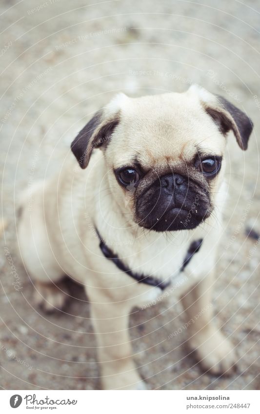 Kein Mops wird klagen, mit nem Klops im Magen. Sand Tier Haustier Hund Welpe 1 Tierjunges niedlich schön Glubschauge Farbfoto Gedeckte Farben Außenaufnahme