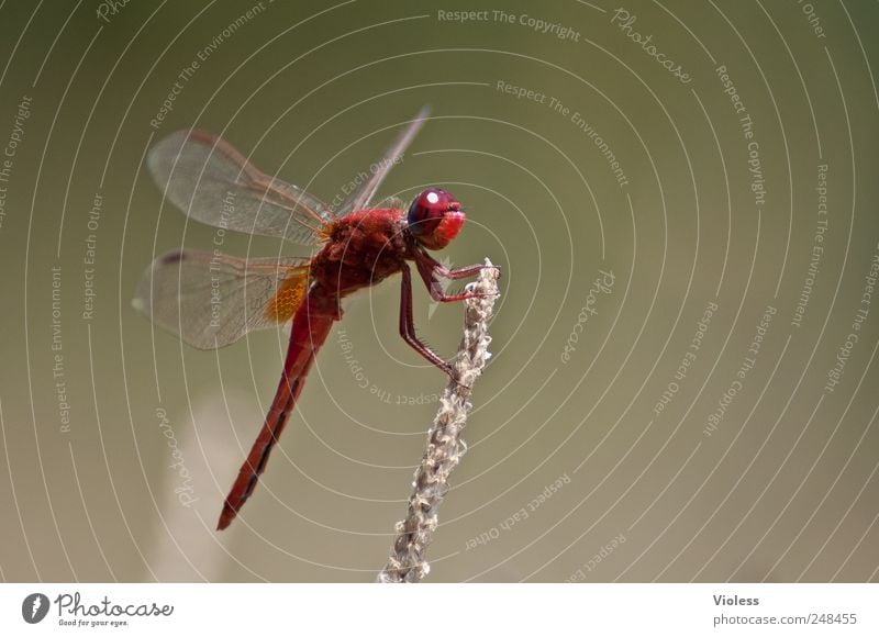 Red Love Natur Tier 1 sitzen rot Libelle Heidelibelle Segellibellen Groß Libelle Ansitz Farbfoto Außenaufnahme Makroaufnahme Textfreiraum rechts