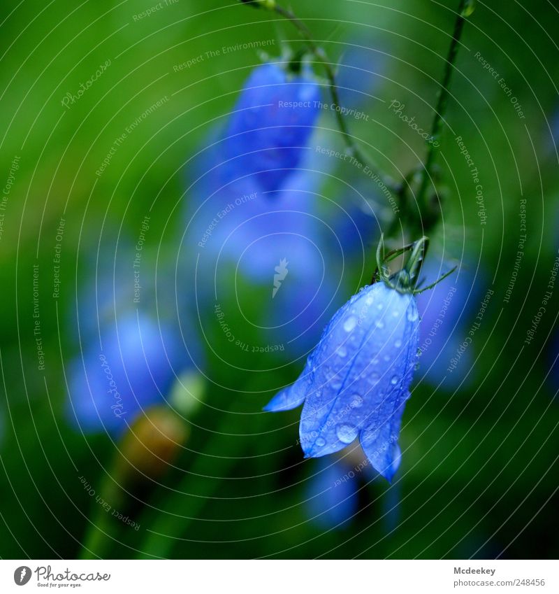 Nicht alle Glöckchen klingen Umwelt Natur Landschaft Pflanze Sommer Blume Gras Blüte Grünpflanze nass natürlich blau braun gelb grün violett schwarz