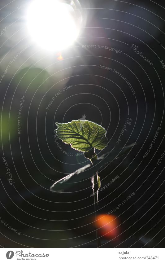 im licht Umwelt Natur Pflanze Sonne Sonnenlicht Blatt Grünpflanze leuchten dunkel erleuchten Blattadern Blattunterseite Blattgrün Farbfoto Außenaufnahme