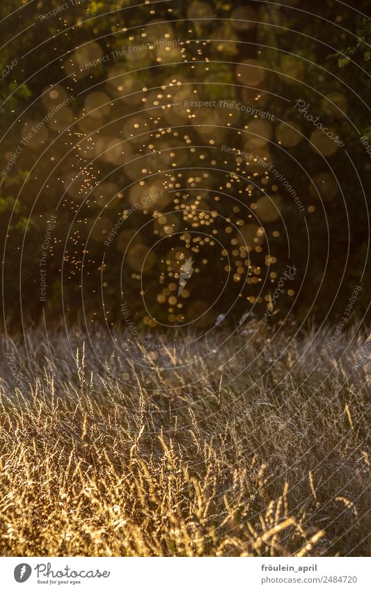 Darf ich bitten? Sommer Natur Gras Wiese Tiergruppe gelb weiß Stimmung Romantik Zufriedenheit Farbe beige blurr Stechmücke Sonnenuntergang Zuckermücke Tanzen