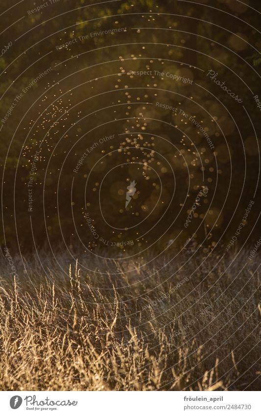 Sommerwiese | Mücken beim "Tanz" Wiese beige blurr gelb weiß Natur Gräser Gras Sonnenlicht Sonnenuntergang Schönes Wetter Umwelt Gegenlicht Abend Licht Insekt