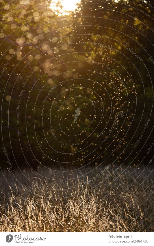 Mückentanz Sommer Natur Tier Gras Wiese Stechmücke Schwarm ästhetisch fantastisch braun gelb weiß Zufriedenheit Zusammensein friedlich achtsam Gelassenheit