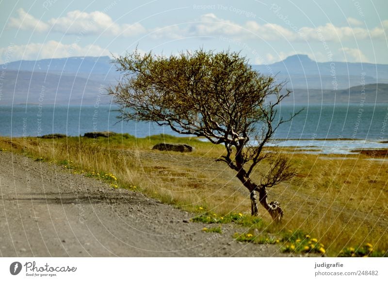 Island Umwelt Natur Landschaft Pflanze Baum Hügel Berge u. Gebirge Fjord Meer Wege & Pfade Wachstum natürlich wild Anpassung Windflüchter Farbfoto Außenaufnahme