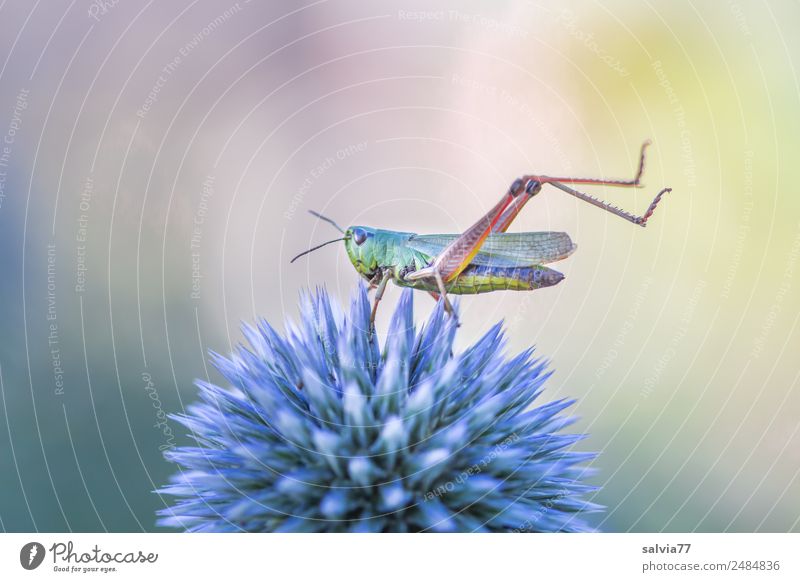 Kurioses | Grashüpfer-Yoga Natur Pflanze Tier Sommer Blume Blüte Distel Garten Heuschrecke Insekt 1 außergewöhnlich oben Spitze stachelig ästhetisch