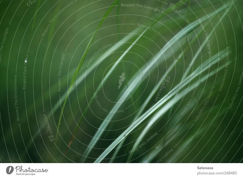 es grünt so grün Umwelt Natur Landschaft Wassertropfen Frühling Sommer Regen Pflanze Gras Sträucher Grünpflanze Garten Park Wiese nah nass natürlich abstrakt