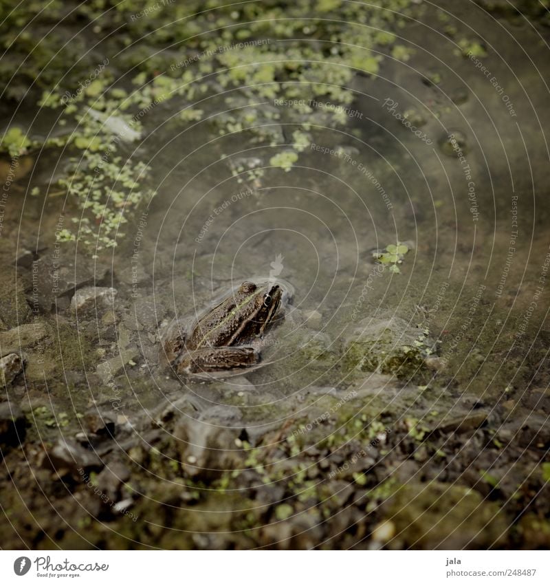 frosch Pflanze Wasserpflanze Moor Sumpf See Tier Wildtier Frosch 1 Stein natürlich braun grün Teich Tarnung Farbfoto Außenaufnahme Menschenleer Tag Tierporträt