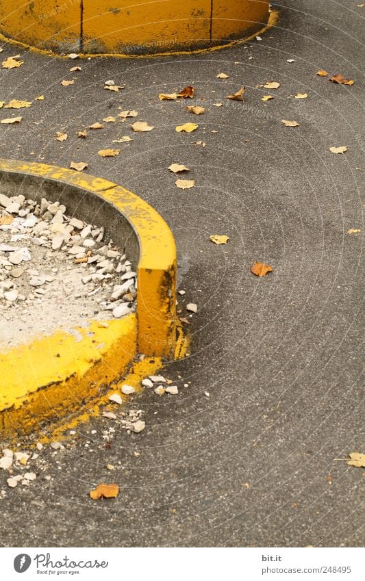 Kreis der Jahreszeiten Umwelt Herbst Klima Wetter Straße Beton liegen rund gelb gold Vergänglichkeit Herbstlaub herbstlich Herbstfärbung Herbstbeginn Geometrie