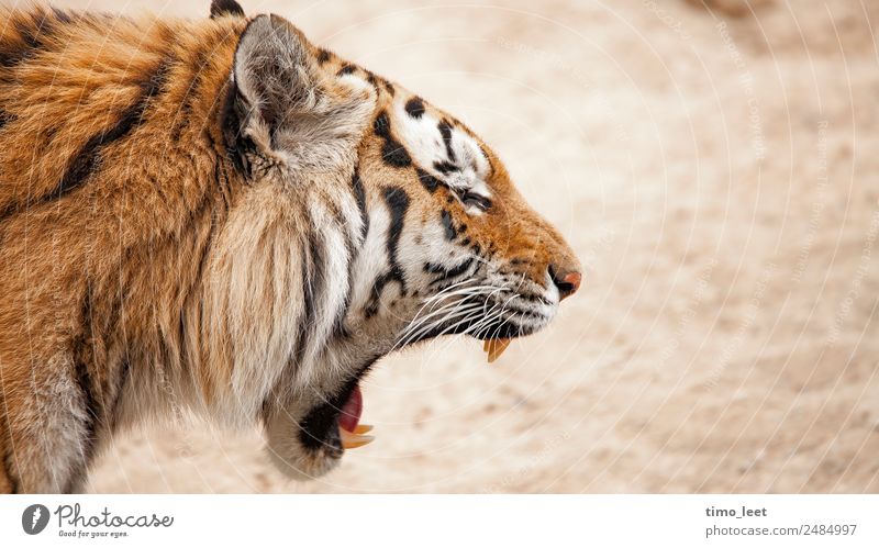 Roar Of The Tiger Tier Wildtier Tiergesicht Fell Zoo 1 atmen ästhetisch bedrohlich exotisch groß kuschlig stark wild braun gelb gold Kraft Müdigkeit Erschöpfung