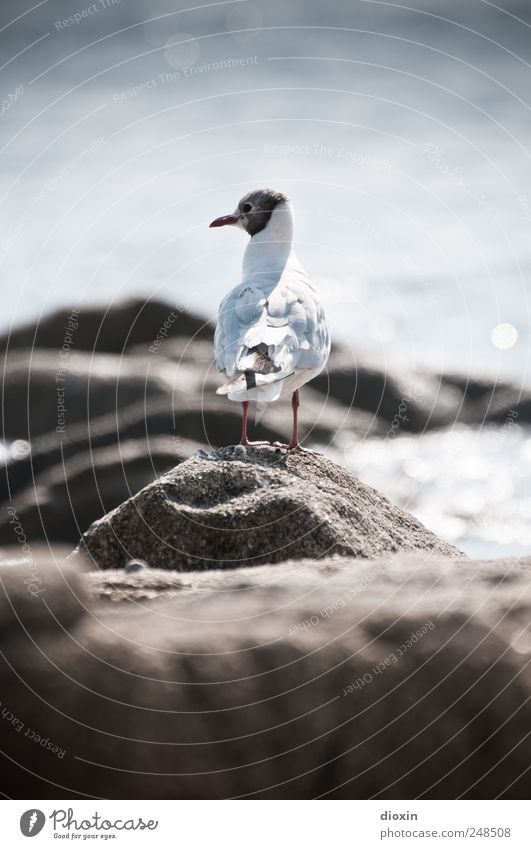 Chroicocephalus ridibundus Umwelt Natur Felsen Küste Meer Tier Wildtier Vogel Flügel Möwe Möwenvögel Lachmöwe 1 Blick frei natürlich Farbfoto Außenaufnahme