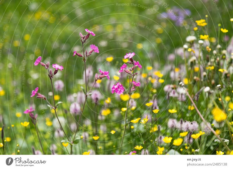 Klein aber fein Natur Pflanze Frühling Blume Blüte Wiesenblume Garten Park Blumenwiese Blühend Duft Fröhlichkeit schön mehrfarbig gelb rosa Lebensfreude