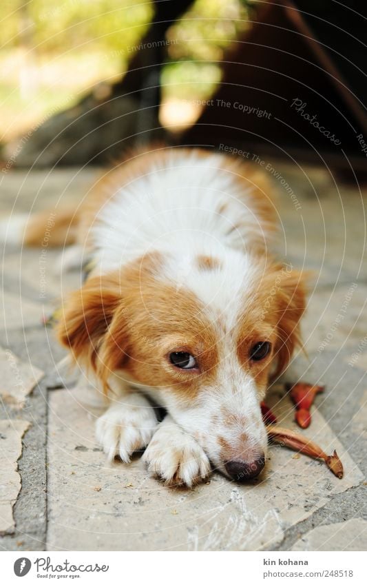 gina Bodenbelag Tier Haustier Hund Tiergesicht 1 Stein beobachten Denken liegen warten braun gelb gold weiß Treue Wachsamkeit Neugier Fell Straßenhund Pfote