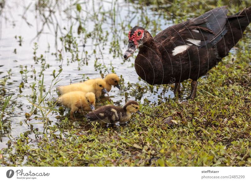 Mutter und Baby Muskovy Entenküken Cairina moschata Sommer Eltern Erwachsene Familie & Verwandtschaft Natur Tier Teich Wildtier Vogel Tiergesicht 4 Schwarm