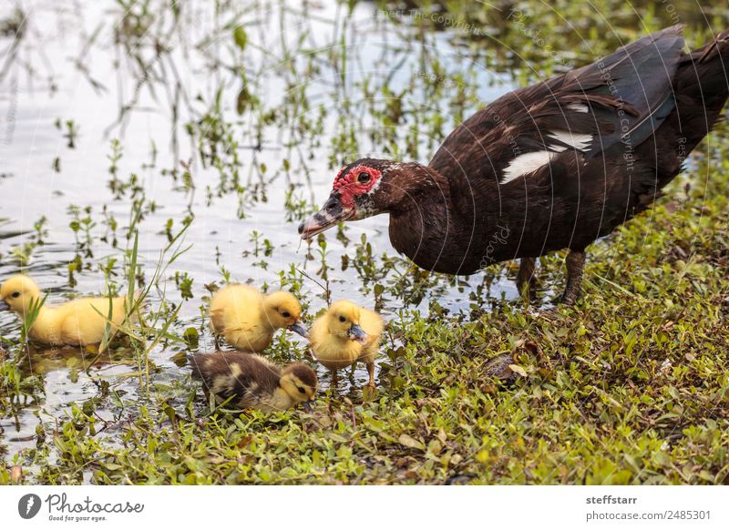 Mutter und Baby Muskovy Entenküken Cairina moschata Sommer Eltern Erwachsene Familie & Verwandtschaft Natur Tier Teich Wildtier Vogel 4 Schwarm Tierjunges