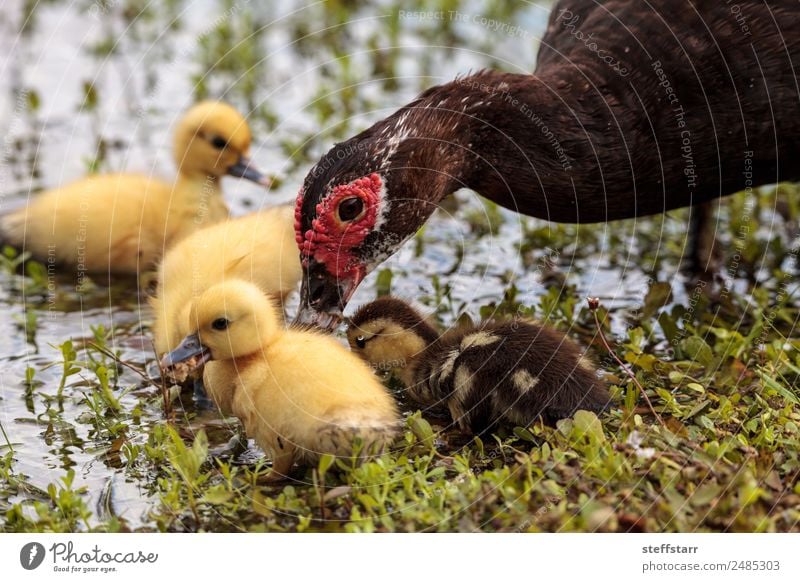 Mutter und Baby Muskovy Entenküken Cairina moschata Sommer Eltern Erwachsene Familie & Verwandtschaft Natur Tier Teich Wildtier Vogel 4 Tierjunges niedlich